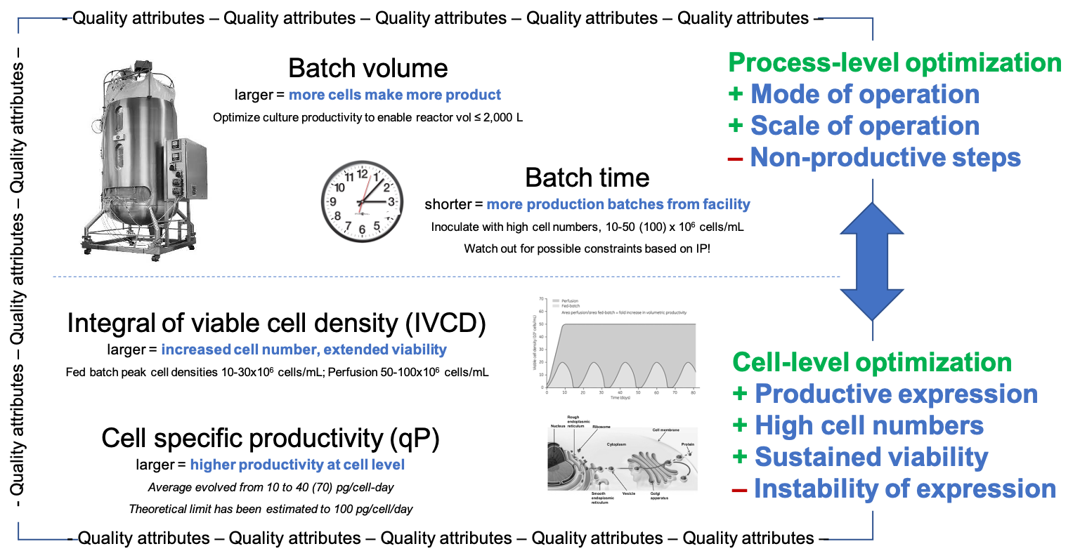 Cell culture optimisation